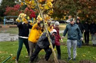 New Shade Trees planted at Paramount School Park