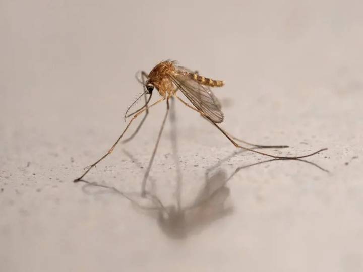 Islandia anuncia un desafortunado primer hallazgo: los mosquitos
