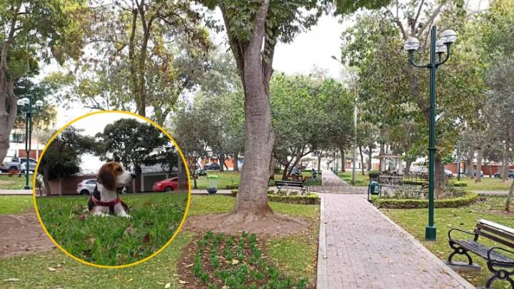 Crueldad animal sacude a San Isidro tras envenenamiento masivo de perros
