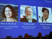 Seattle scientist among medicine Nobel Prize winners for work on peripheral immune tolerance