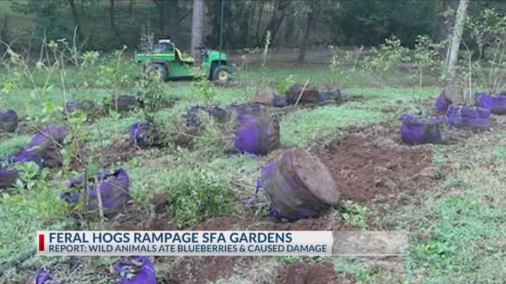 Wild hogs damage SFA blueberry patch in search of water resources