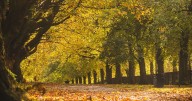 The hidden gem Manchester park with incredible autumn colours and a unique café