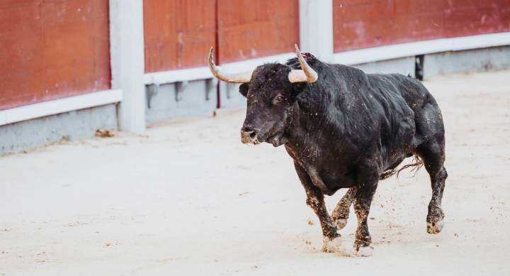 Indignación de PACMA con el Gobierno: “Sin los animales en su agenda, no habrá avances en su defensa”