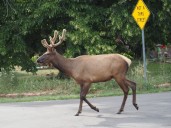 CPW shares roadways where Colorado drivers are most likely to crash into wildlife