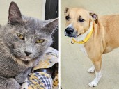 Pets of the week: Tortie likes to be petted. Taz is gentle