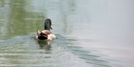 Bird flu detected at LaGrange Co. commercial duck breeder