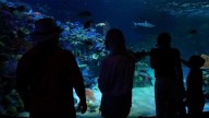 Florida's Mote Marine Laboratory relocates hundreds of marine animals to new $130M facility