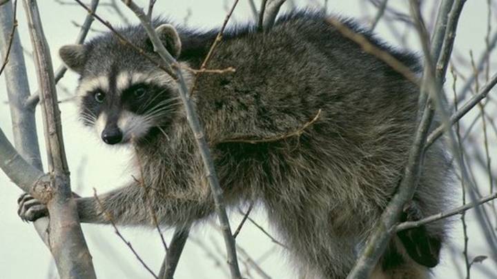 Planes, helicopters dropping bait packets with rabies vaccine for raccoons across Alabama