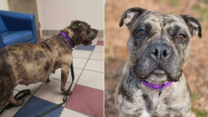 North Carolina Dog Nearing Labor Refuses Help Until One Woman Gains Her Trust