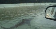 Fake Hurricane Melissa videos with AI-generated sharks raise fears in Jamaica