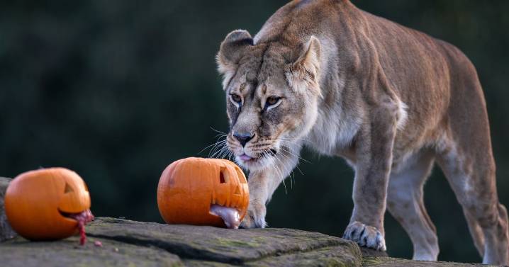 Adorable Halloween photos at West Lothian zoo as lionesses lead celebrations
