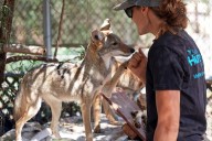 Two orphaned coyote pups relocated from San Diego to Virginia