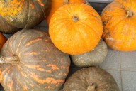 El ingrediente de hoy: Calabaza de castilla