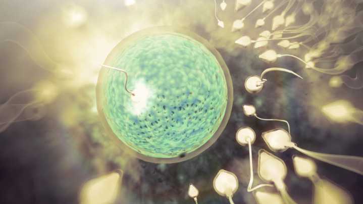 La infertilidad en humanos podría tener cura