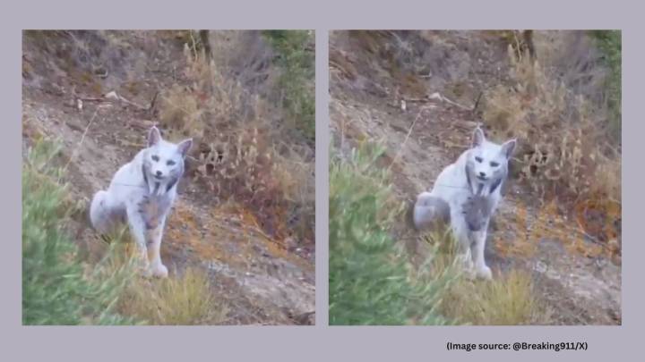 World’s first-ever white Iberian Lynx spotted in Spain, video stuns the Internet: ‘Fought brink of extinction’