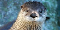 Beloved Western North Carolina river otter dies amid post