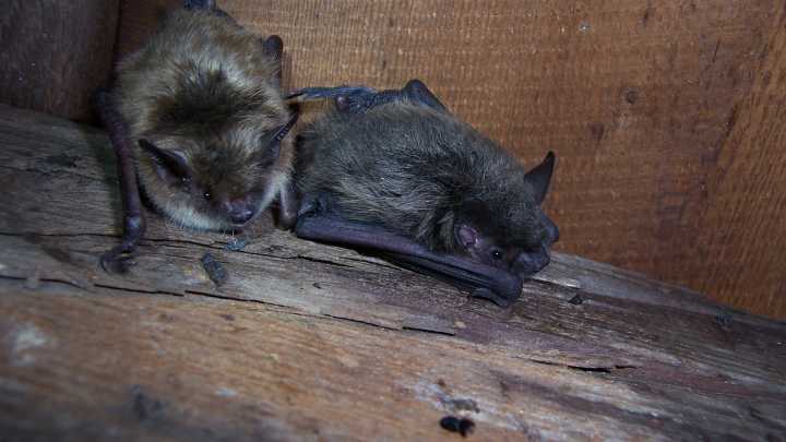 Bats are crucial to NY's ecosystem. Many are disappearing. Here's why