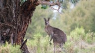 Poison warning 
                                            Premium
                                          Conservationist urge caution after bunny bait kills kangaroo