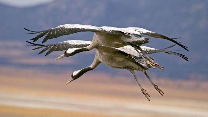 Extremadura se convierte en 'hotel' de lujo para las aves: Grullas, milanos y petirrojos ya están aquí por otoño