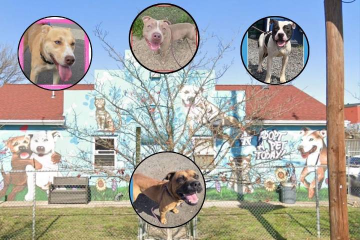 These dogs have less than 6 days to live if they&CloseCurlyQuote;re not adopted