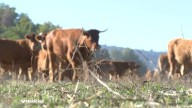 Canceladas varias ferias agrarias en Girona por la dermatosis nodular