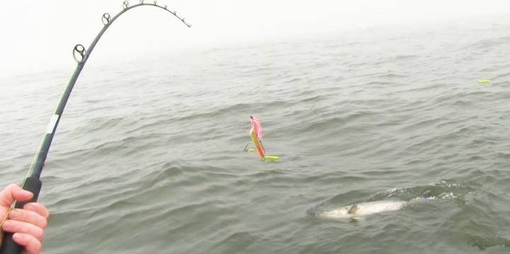 Virginia, Maryland spawning surveys spell trouble for prized Atlantic coast gamefish species