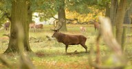 Tatton Park gives update over gate closure amid injuries caused by deer