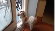7 Adorable Small Dog Breeds Perfect For Apartment Living
