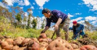 Gremios agrarios también son víctimas de extorsión: "Entran a robar, atacan a trabajadores"