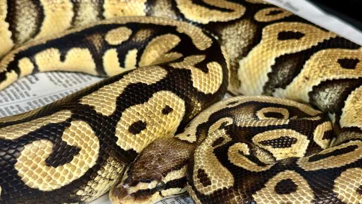 Giant python found at California In