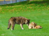 ‘Interest keeps growing’ in Barrington’s celebrity coyotes