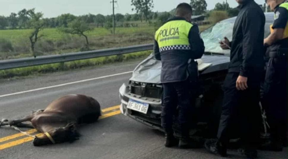 Concepcionense salvó su vida de milagro tras chocar contra un caballo suelto en la ruta 38