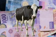 Cuánto cuesta una vaca: ¿Qué es la cabeza de ganado y cuál es su precio?