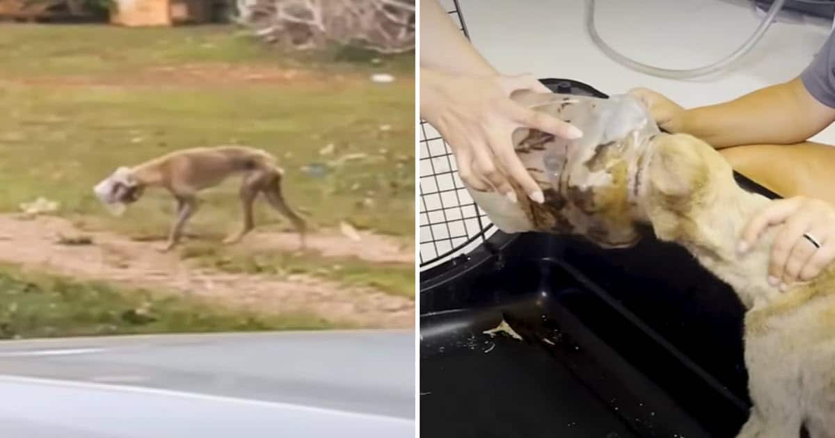 Dog Found with Jar Stuck on Her Head Finally Learns to Trust Again