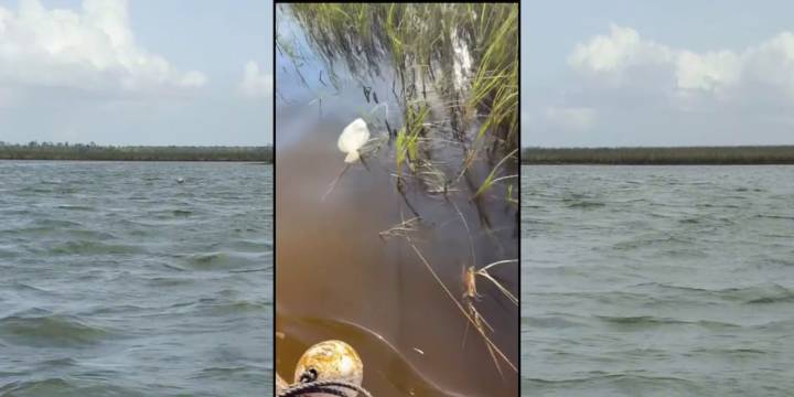 Cedar Key leaders investigate cause of fish kill: ‘Aquaculture is what we do’