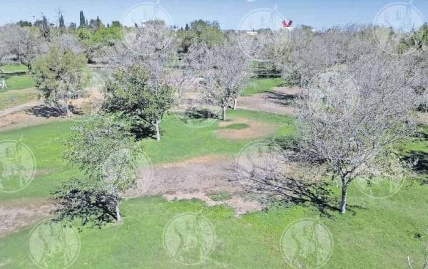 Sin retirar, 350 árboles secos en El Chamizal tras decreto