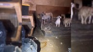 Texas Rescuers Find Starving Dogs Trapped In A Boarded-Up House And Uncover A Hidden Nightmare