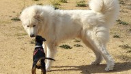 Medi Ambient incorporarà la inscripció de la custòdia compartida de mascotes en el registre de mascotes