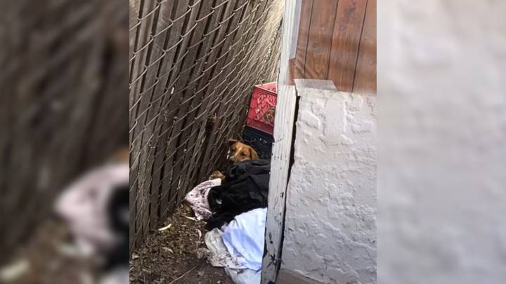 California Dog, Wounded And Weak, Finds Hope After Dragging Himself To A Neighborhood