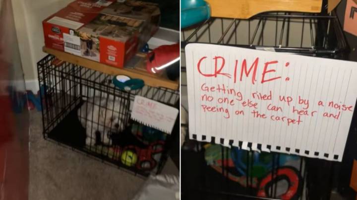 Minnesota Woman Returns Home To Find Her Dog “Jailed” With A Note Explaining His Crime