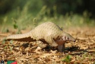 Gujarat police bust Rs 22-crore Pangolin smuggling racket near Gir forest