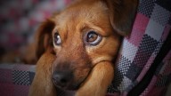 Condena ejemplar en Orán: dos hermanos culpables de crueldad animal y amenazas