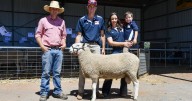 Gleneith Border Leicester 2025 ram sale results and clearance