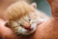 Guía para la crianza de su primer gato en casa: los errores a evitar y cuidados iniciales