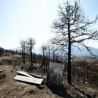 Questions loom over Albania's forests after devastating fires