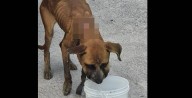 Taxista de perritos en Saltillo rescata a can con maltrato extremo y convoca a apoyo ciudadano
