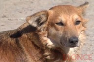 Hallaron más de 20 mascotas envenenadas en una localidad