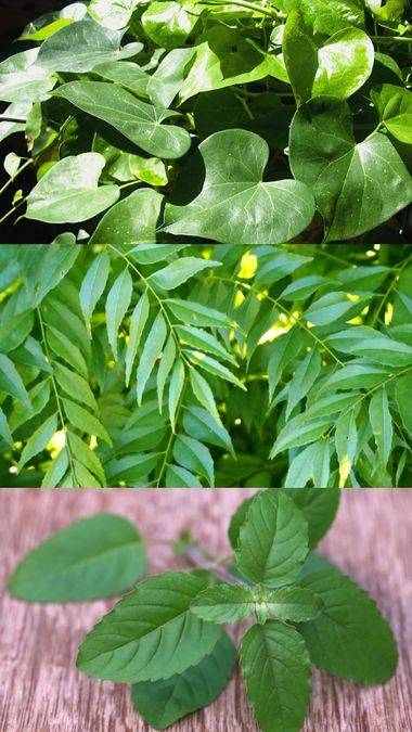 5 Ayurvedic Leaves to Naturally Reduce Uric Acid Levels