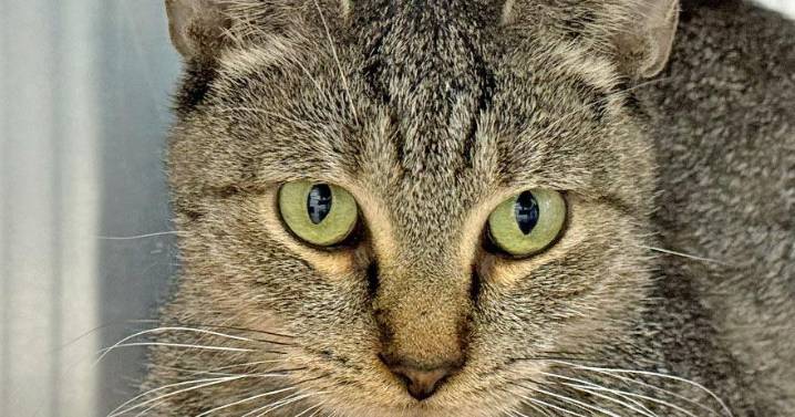 People for Cats — October 31, 2025