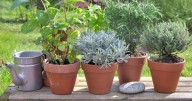 La planta que crece en octubre y es ideal para conciliar el sueño y mejorar la digestión